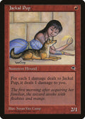 Jackal Pup - Tempest #183